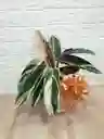 Planta Pluma De Indio Ideal Para Decorar