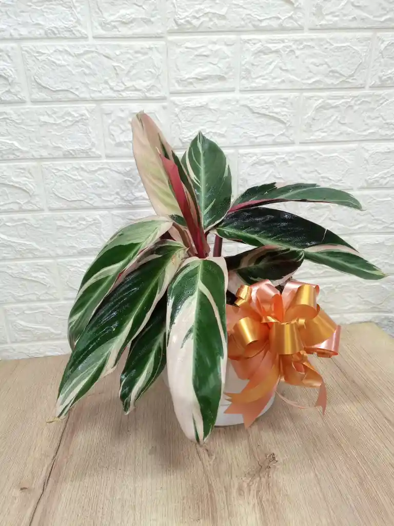 Planta Pluma De Indio Ideal Para Decorar