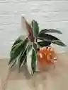 Planta Pluma De Indio Ideal Para Decorar