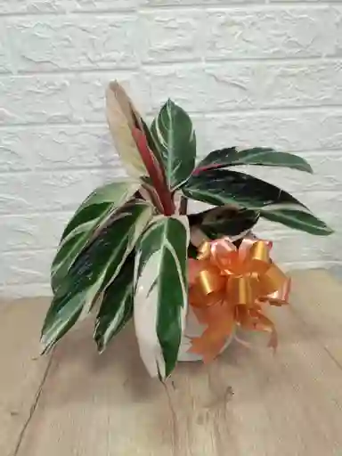 Planta Pluma De Indio Ideal Para Decorar