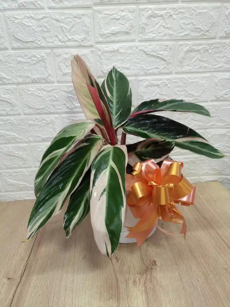 Planta Pluma De Indio Ideal Para Decorar