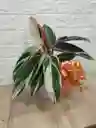 Planta Pluma De Indio Ideal Para Decorar