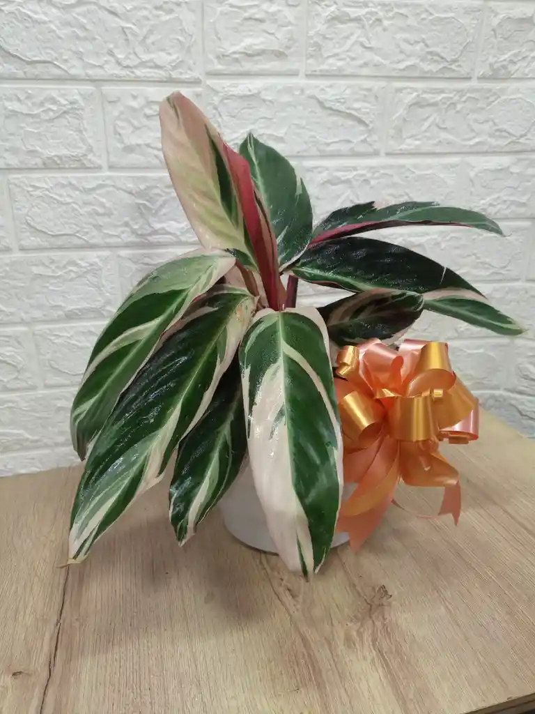 Planta Pluma De Indio Ideal Para Decorar