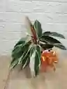 Planta Pluma De Indio Ideal Para Decorar