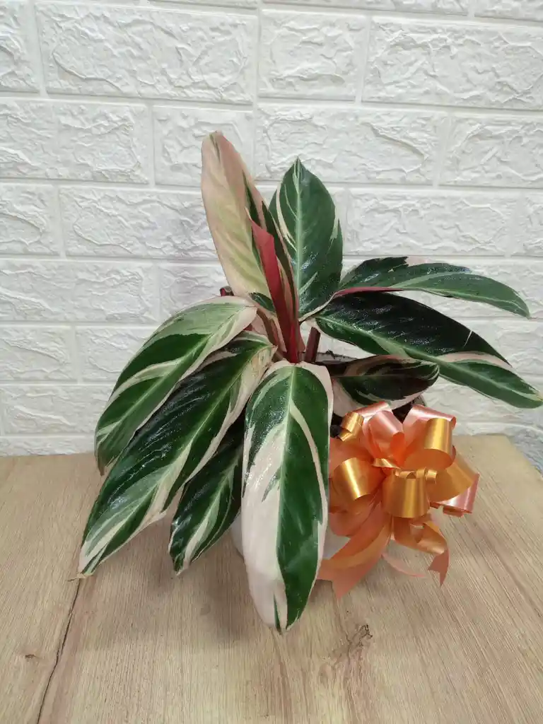 Planta Pluma De Indio Ideal Para Decorar