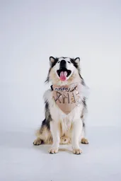 Pañoleta Kumpetástica Talla Xl Para Perro