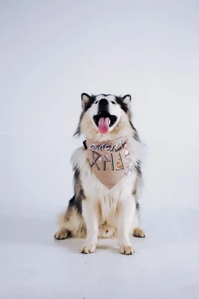 Pañoleta Kumpetástica Talla Xl Para Perro