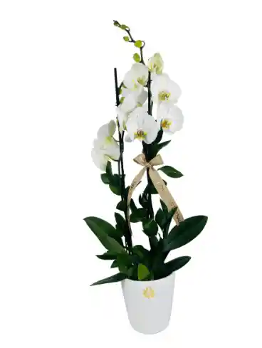 Orquidea Blanca Dos Varas