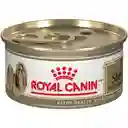 Royal Canin Shih Tzu Adulto Lata 3 Oz