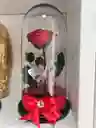 Rosas Preservadas