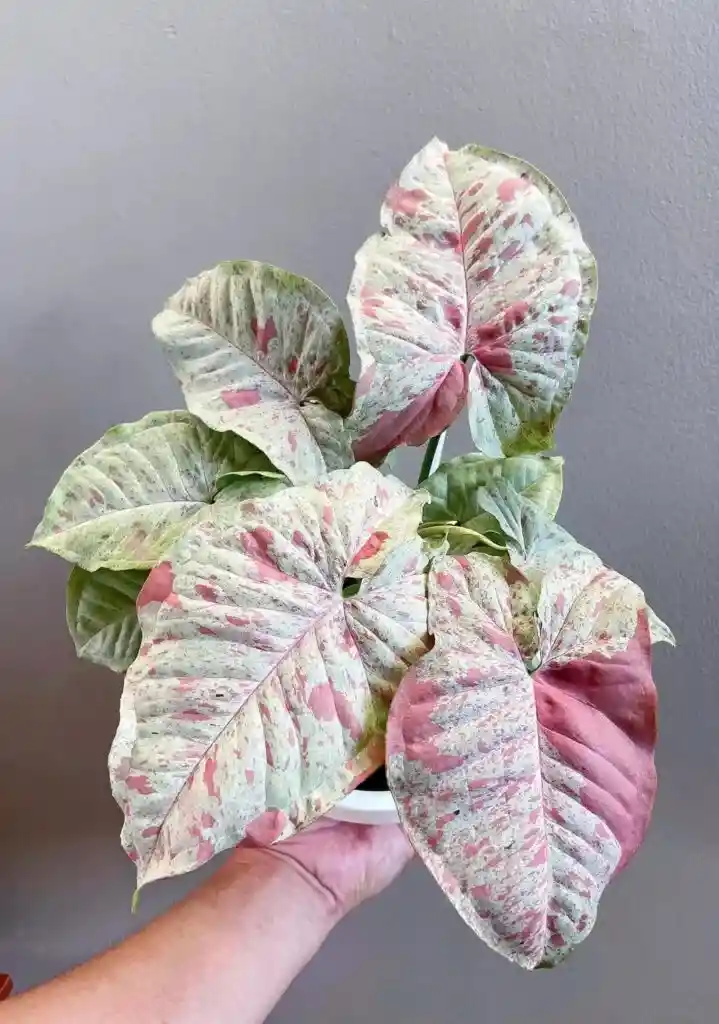 Syngonium Milk Confetti - Planta Ornamental