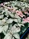 Syngonium Milk Confetti - Planta Ornamental