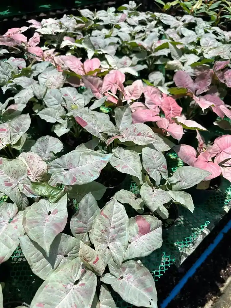 Syngonium Milk Confetti - Planta Ornamental