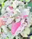Syngonium Milk Confetti - Planta Ornamental