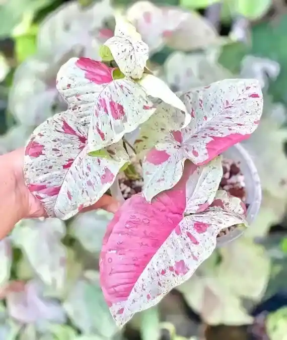 Syngonium Milk Confetti - Planta Ornamental