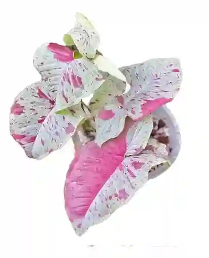 Syngonium Milk Confetti - Planta Ornamental