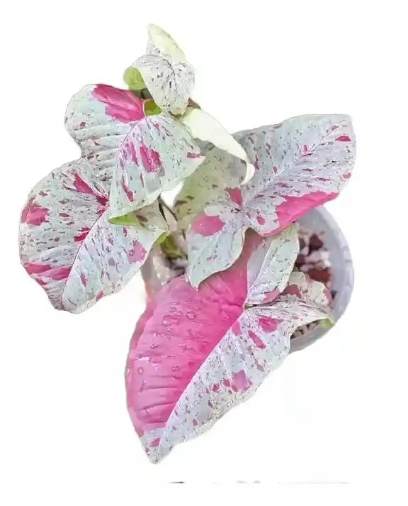 Syngonium Milk Confetti - Planta Ornamental