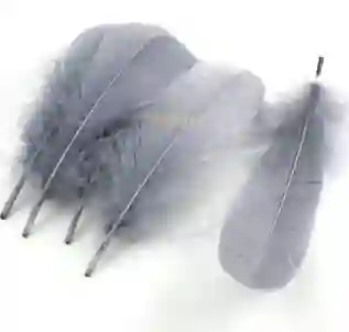 Paquete De Plumas Gris X12