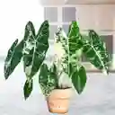 Alocasia Frydek Variegata - Planta De Colección