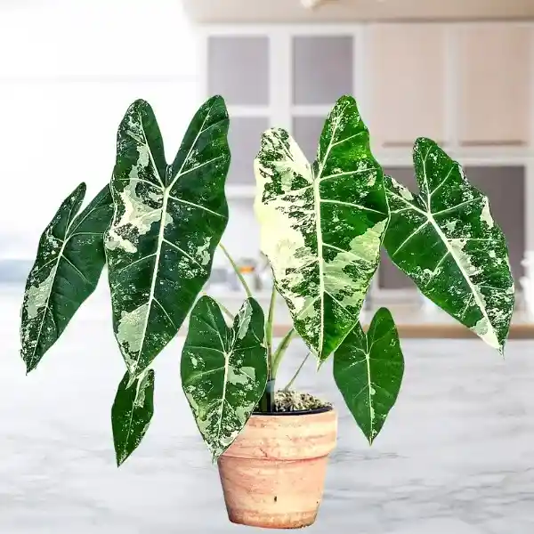 Alocasia Frydek Variegata - Planta De Colección