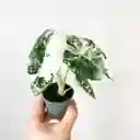Alocasia Frydek Variegata - Planta De Colección