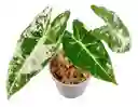 Alocasia Frydek Variegata - Planta De Colección