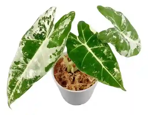 Alocasia Frydek Variegata - Planta De Colección