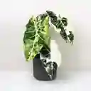Alocasia Frydek Variegata - Planta De Colección