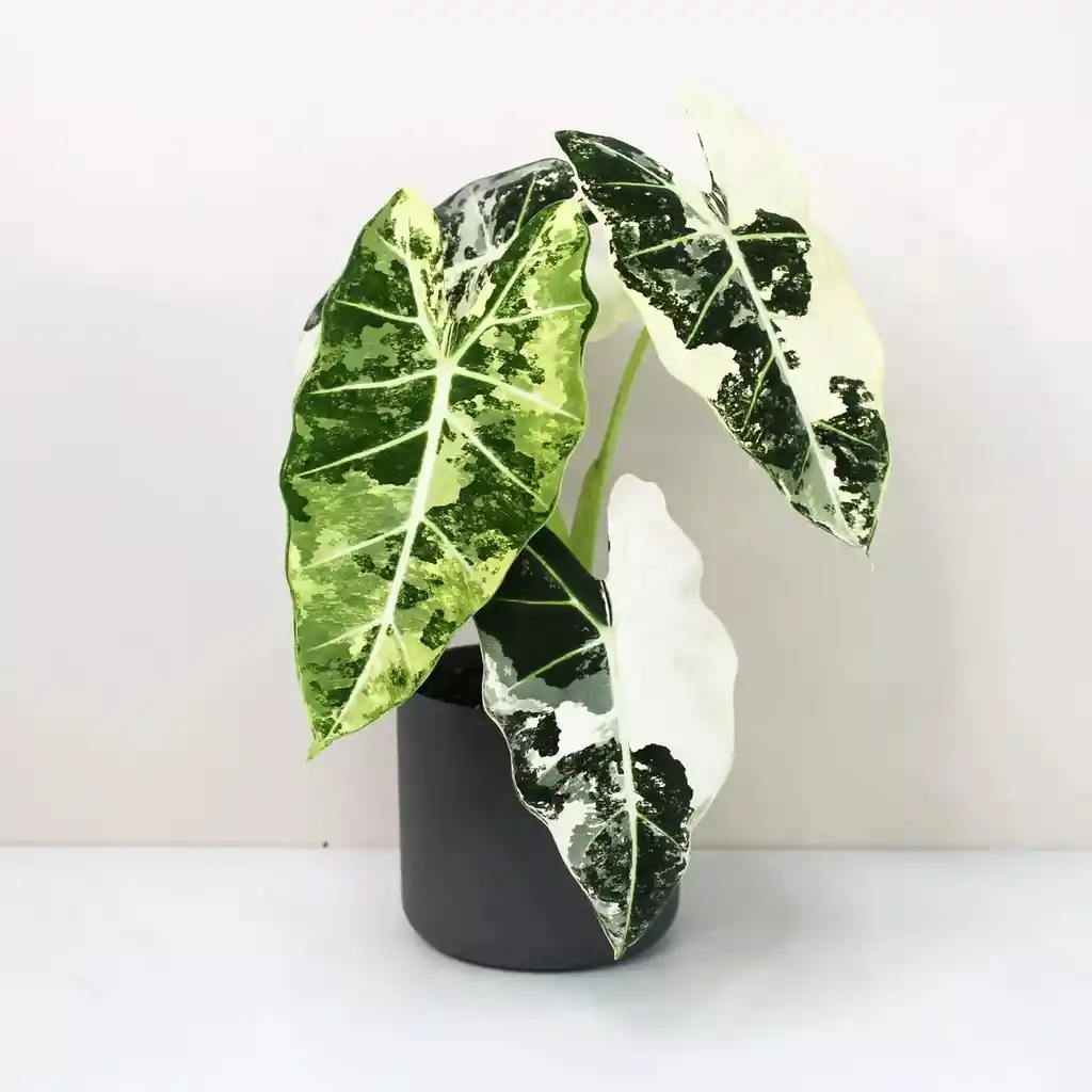 Alocasia Frydek Variegata - Planta De Colección