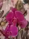 Orqudeas Flor Real
