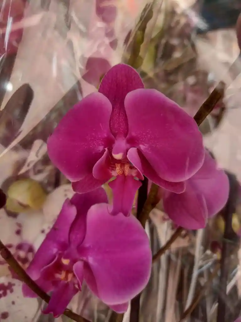 Orqudeas Flor Real