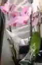 Orqudeas Flor Real