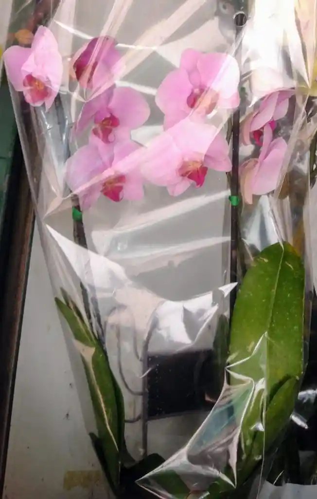 Orqudeas Flor Real