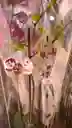 Orqudeas Flor Real
