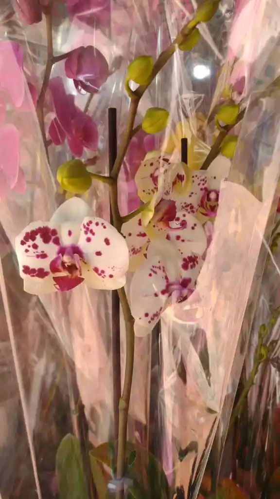 Orqudeas Flor Real