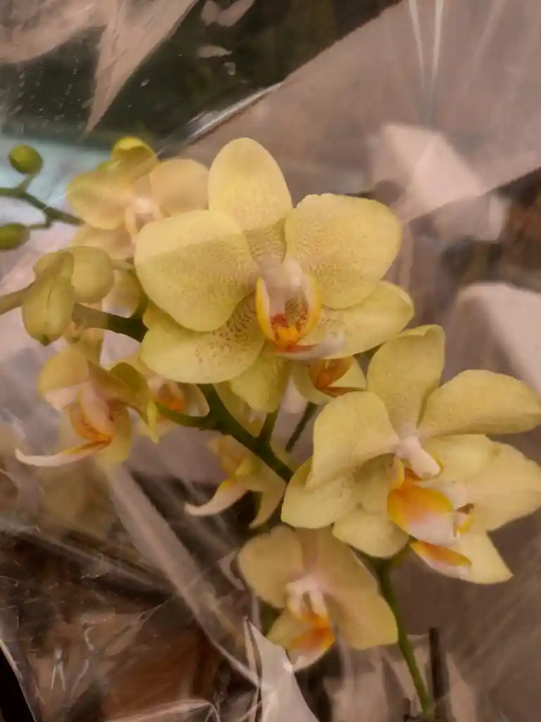 Orqudeas Flor Real