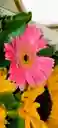 Girasoles Y Gerberas Duo Floral