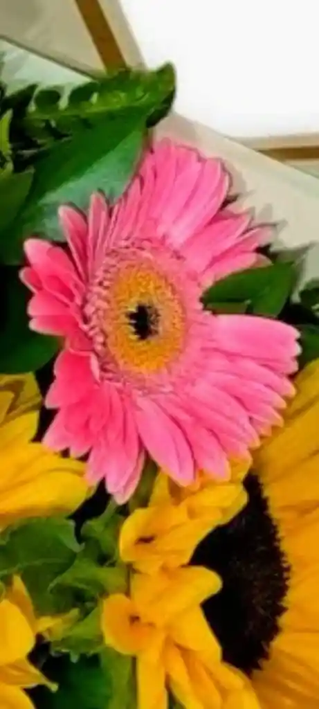 Girasoles Y Gerberas Duo Floral