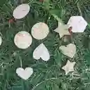 Confetis Germinables
