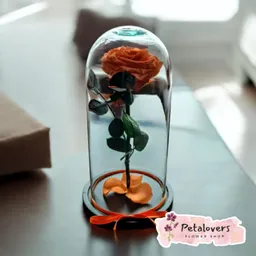 Rosas Preservadas Eterno Atardecer