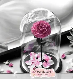 Rosa Preservada Sueño Eterno