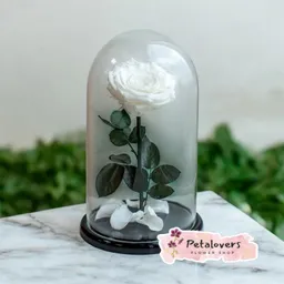 Rosas Preservadas Pureza Eterna