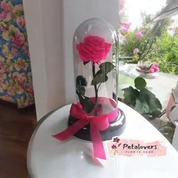 Rosa Preservada Pasión Eterna
