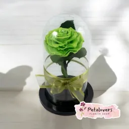 Rosa Preservada Frescura Eterna