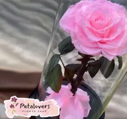 Rosas Preservadas Dulzura Eterna Dia De La Mujer