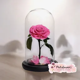 Rosas Preservadas Ternura Eterna
