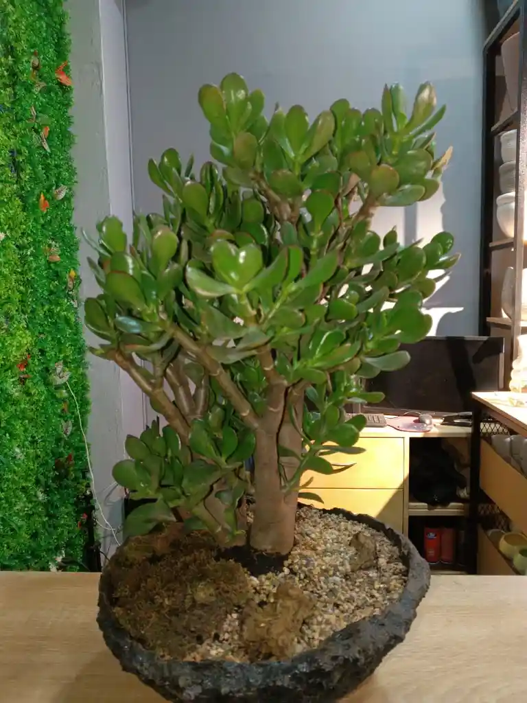 Bonsai Jade Macho