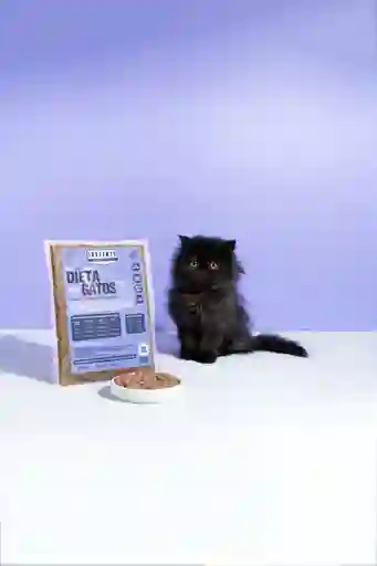 Mini Plan Gato