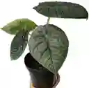 Alocasia Melo