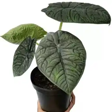 Alocasia Melo